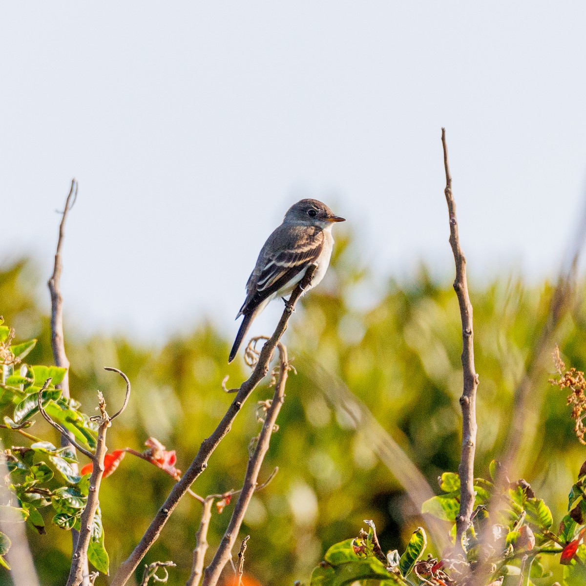 Eastern Wood-Pewee - Jomo Drew