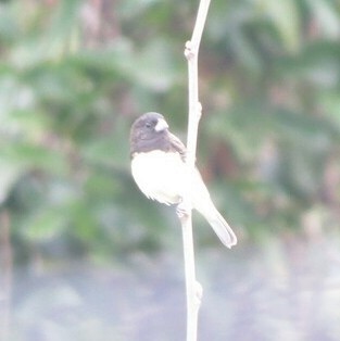 Yellow-bellied Seedeater - ML623708637