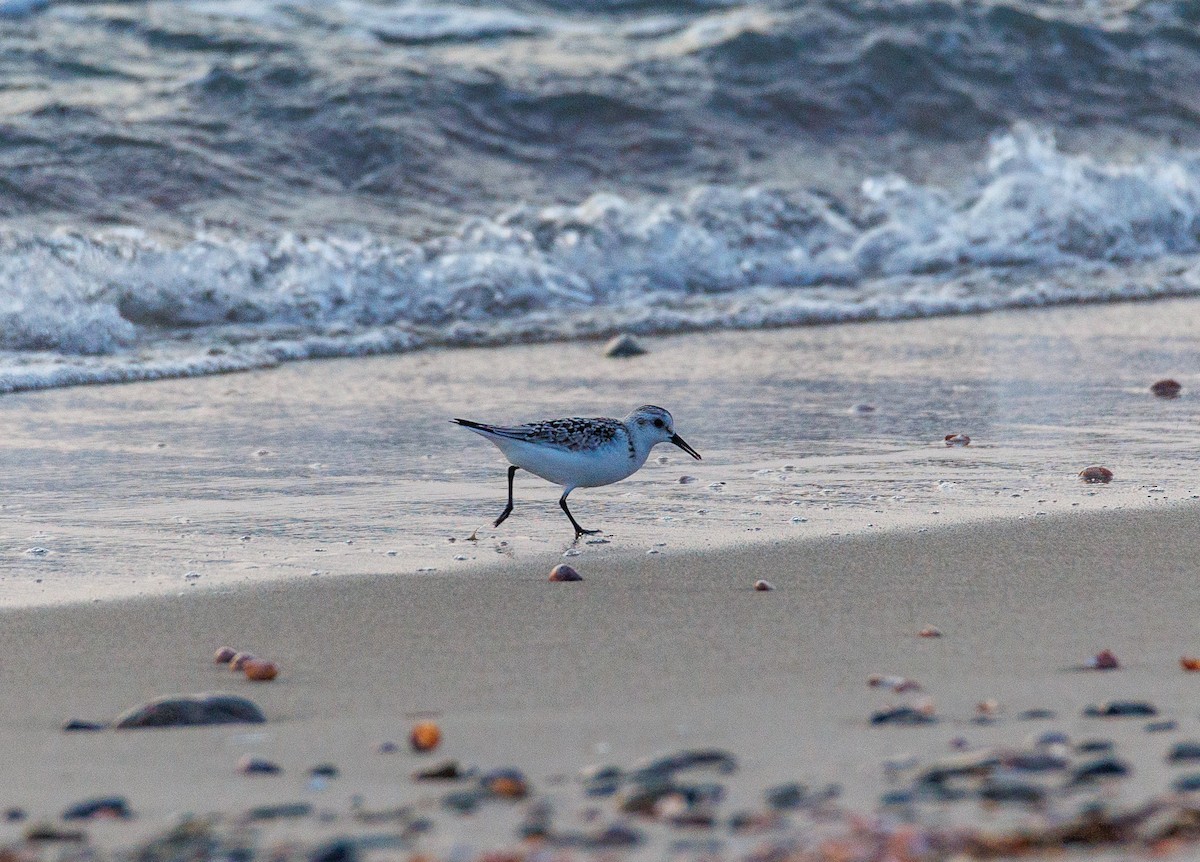 Sanderling - ML623708663