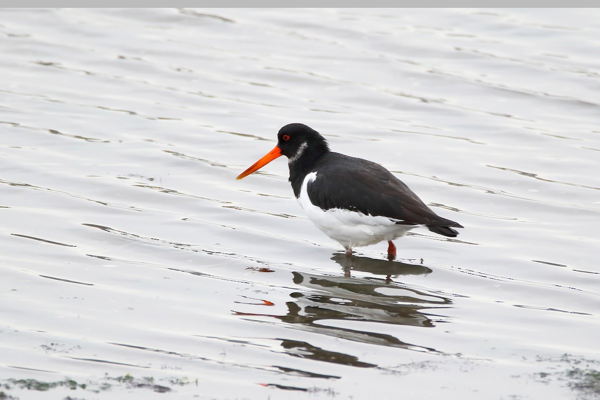 Eurasian Oystercatcher - ML623708664