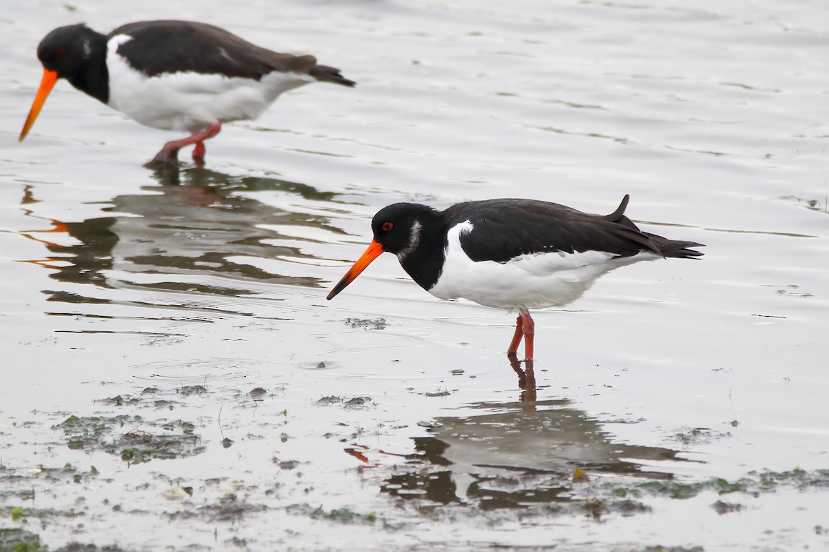 Eurasian Oystercatcher - ML623708665