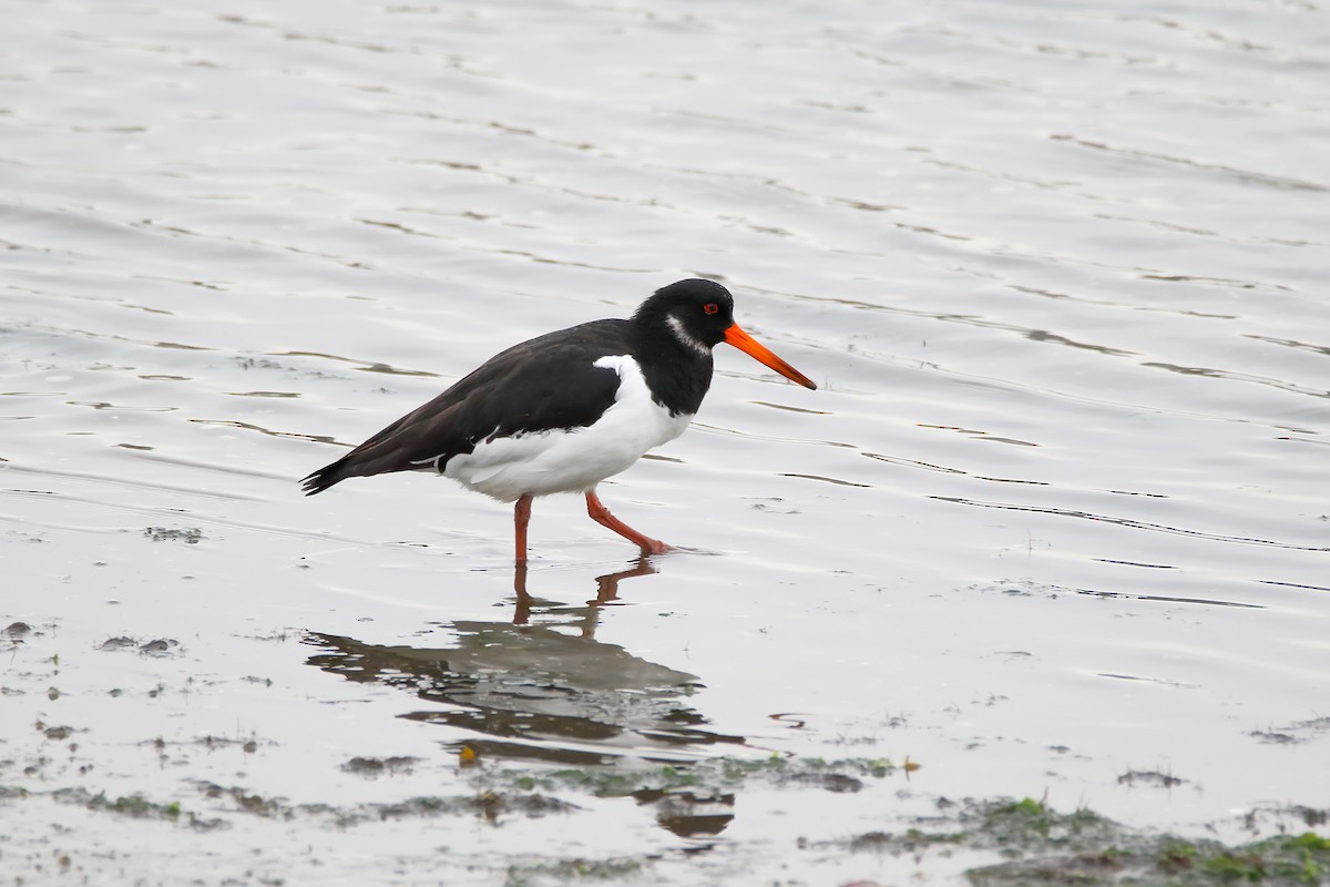 Eurasian Oystercatcher - ML623708666