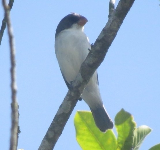 White-bellied Seedeater - ML623708685