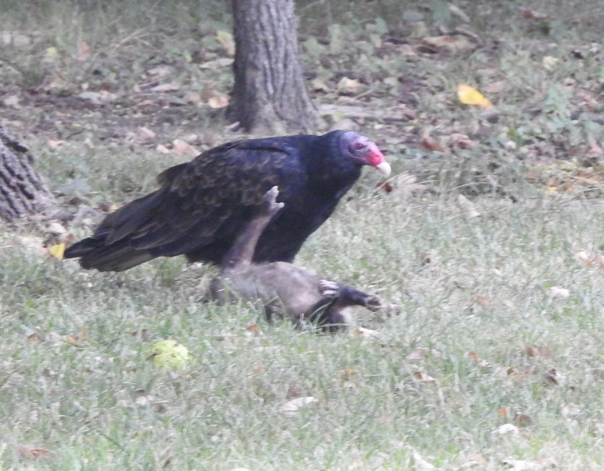 Turkey Vulture - ML623708709