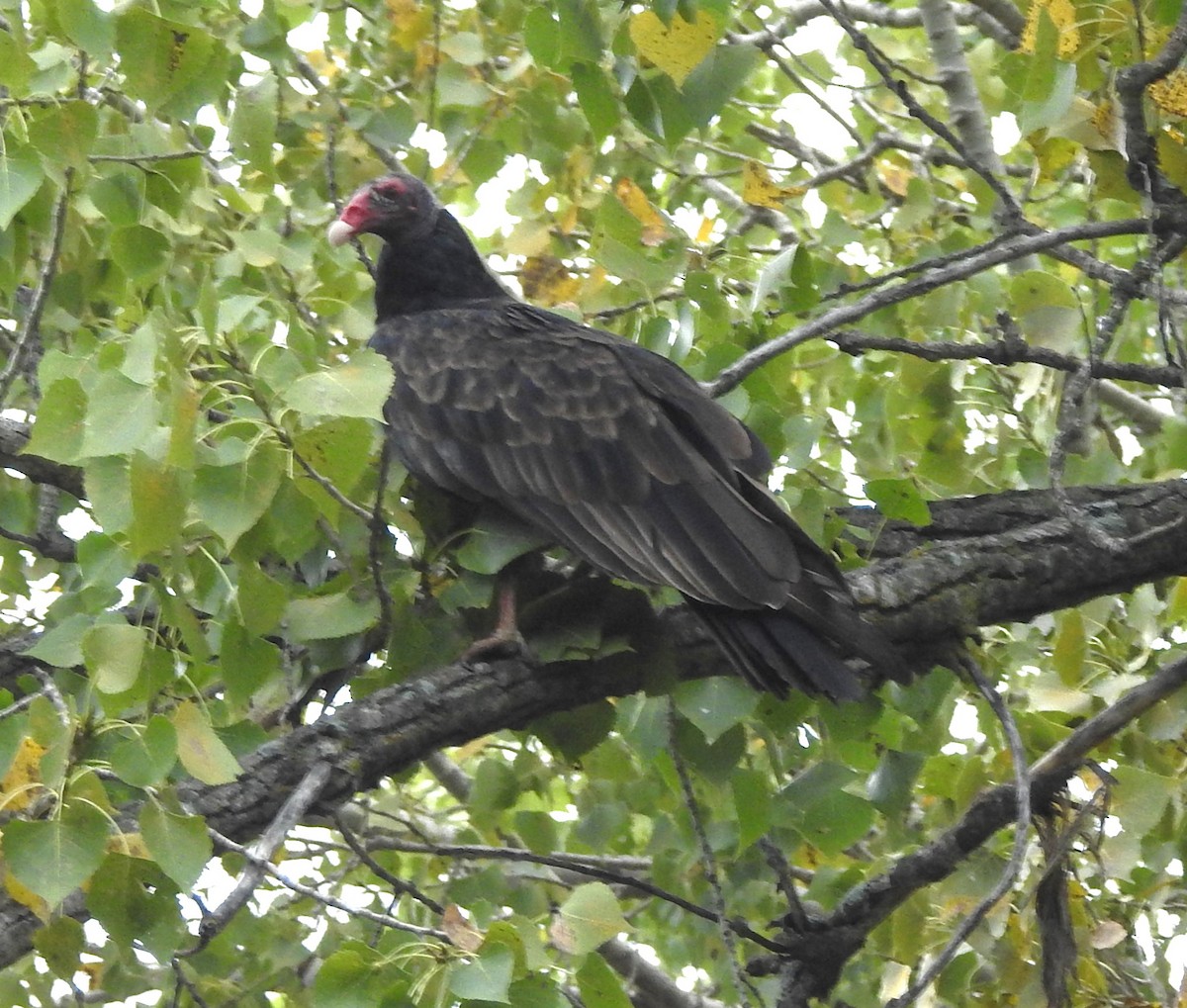 Turkey Vulture - ML623708710