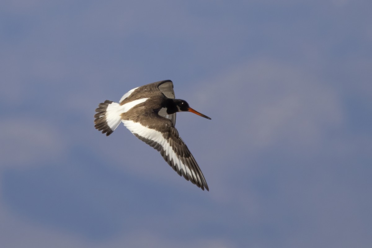 Eurasian Oystercatcher - ML623708712