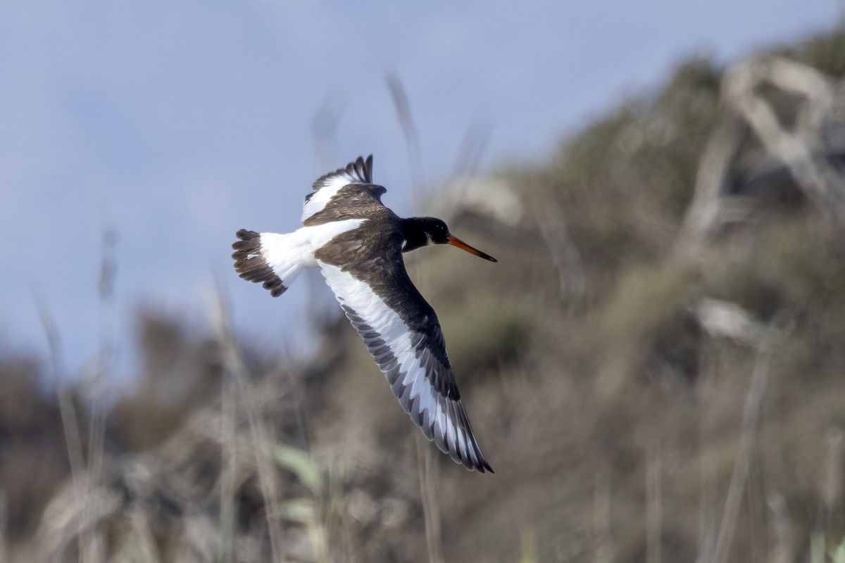 Eurasian Oystercatcher - ML623708713