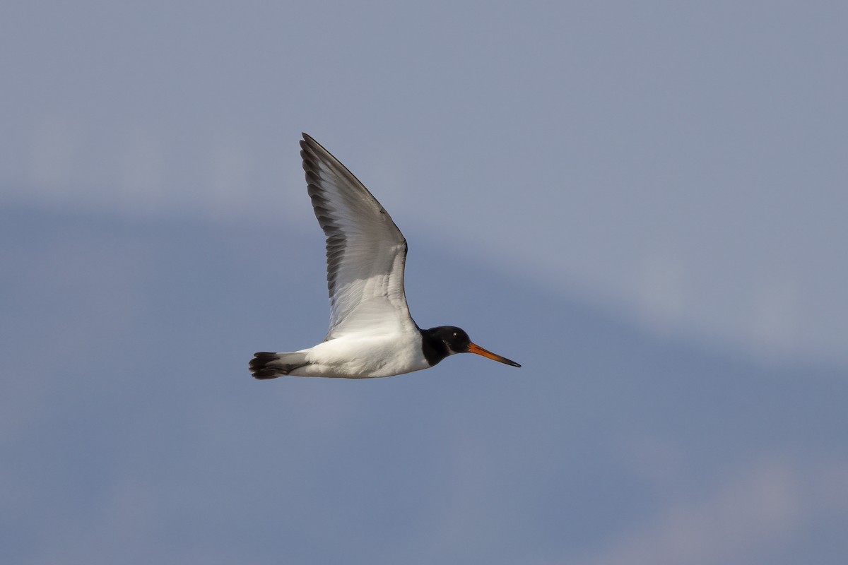 Eurasian Oystercatcher - ML623708714