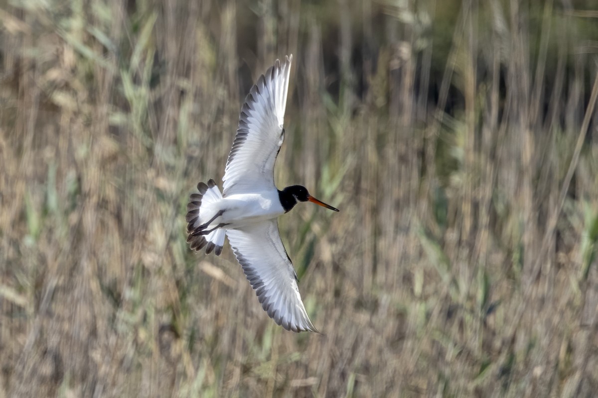 Eurasian Oystercatcher - ML623708715