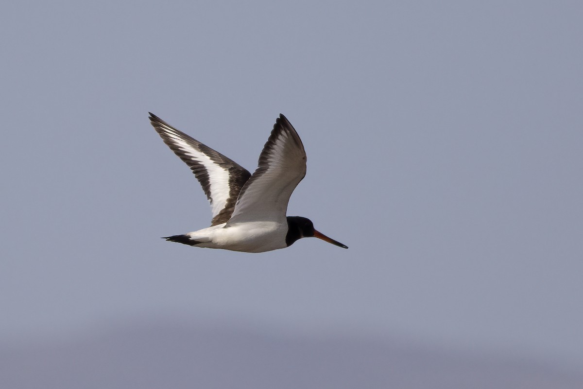 Eurasian Oystercatcher - ML623708716