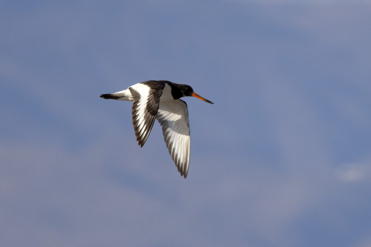 Eurasian Oystercatcher - ML623708717