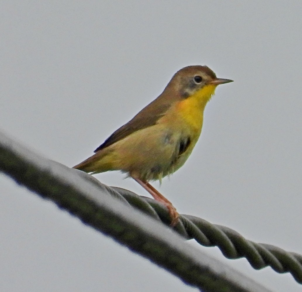 Paruline masquée - ML623708718