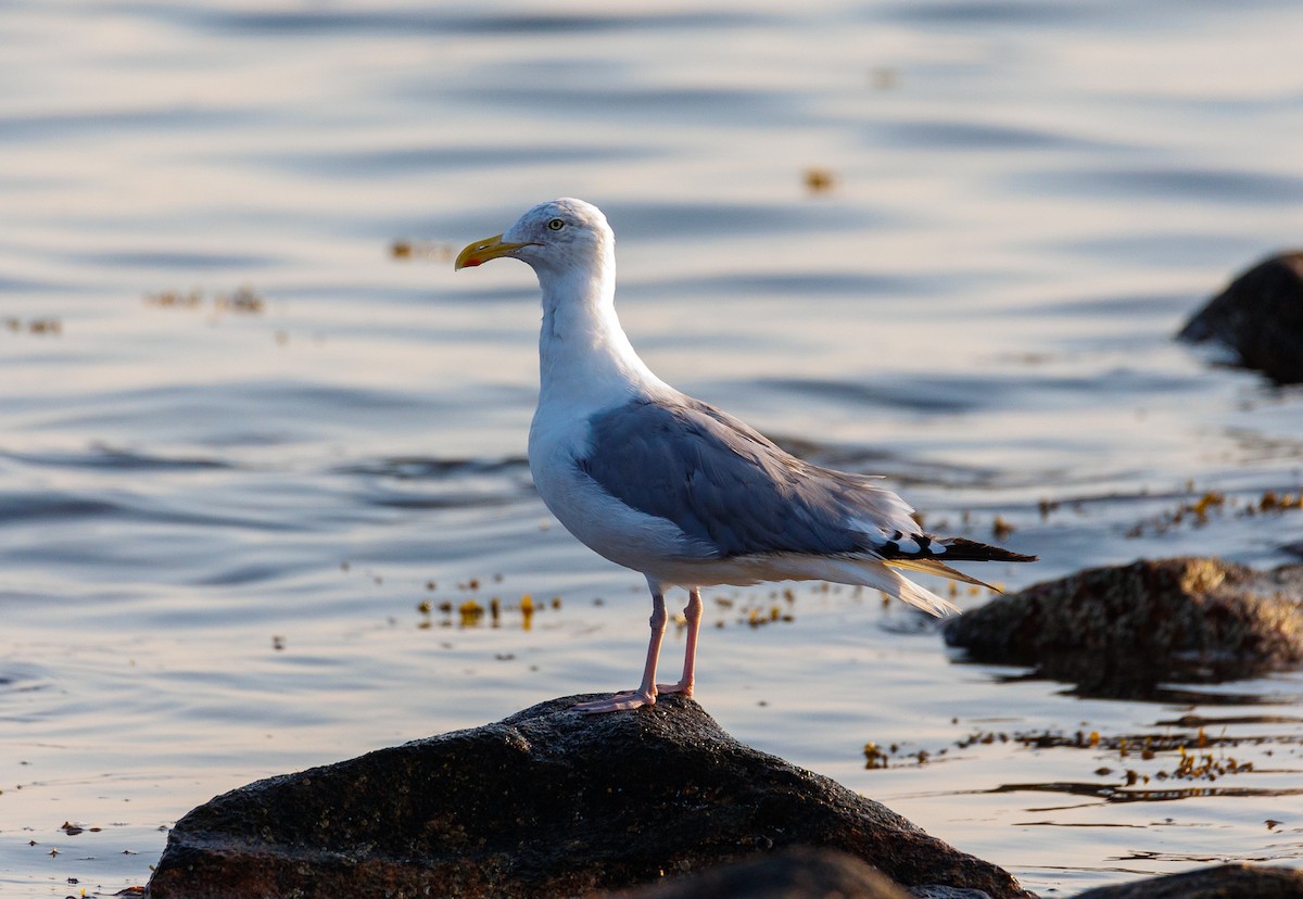 Herring Gull - ML623708746