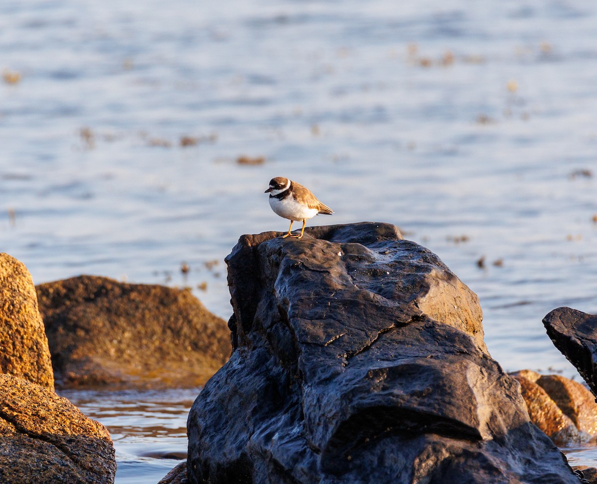 Semipalmated Plover - ML623708774