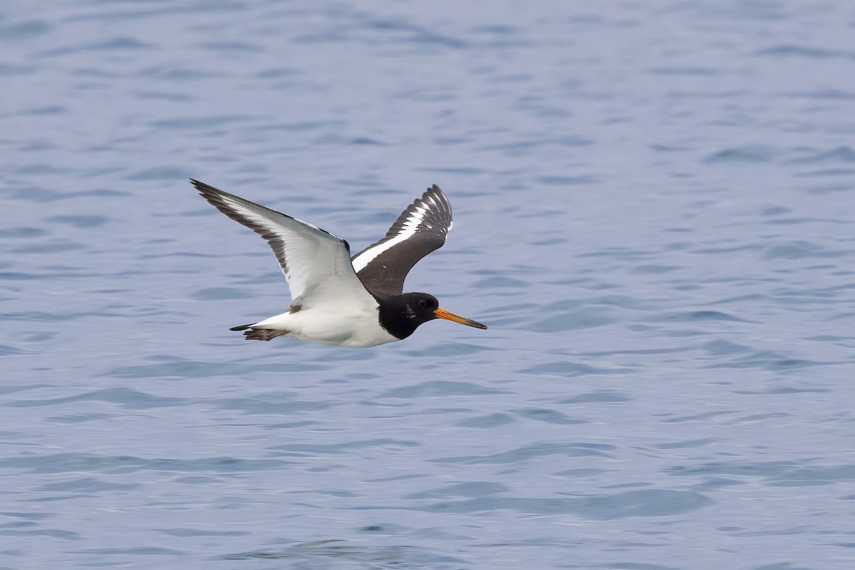 Eurasian Oystercatcher - ML623708790