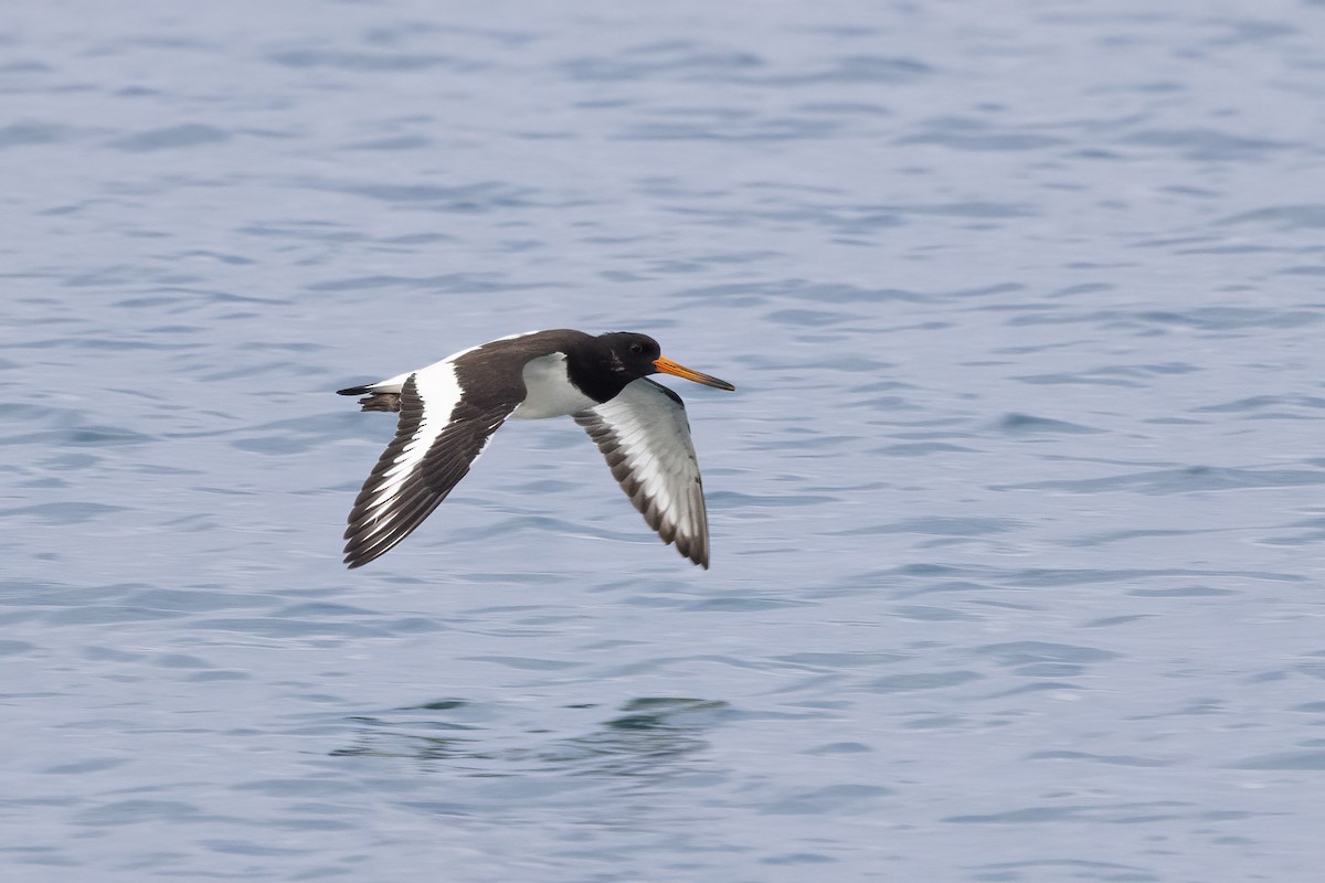 Eurasian Oystercatcher - Delfin Gonzalez