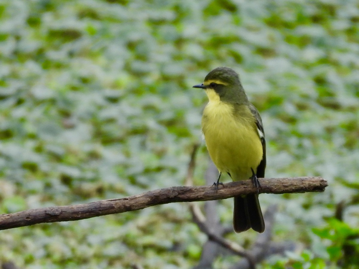 Yellow-browed Tyrant - ML623708794