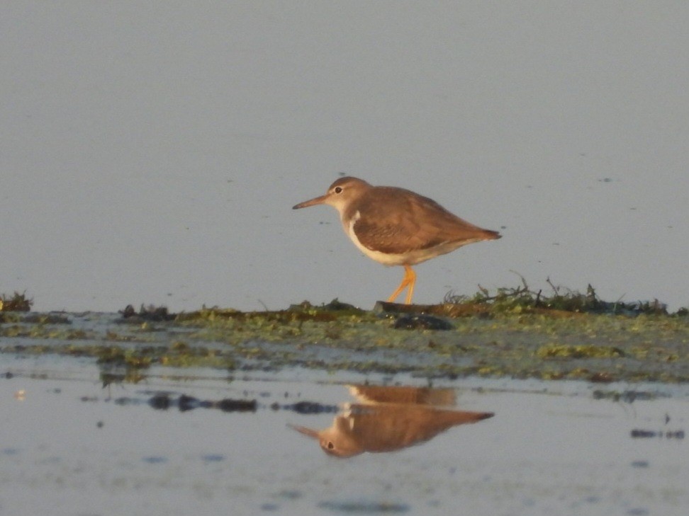 Andarríos Maculado - ML623708798