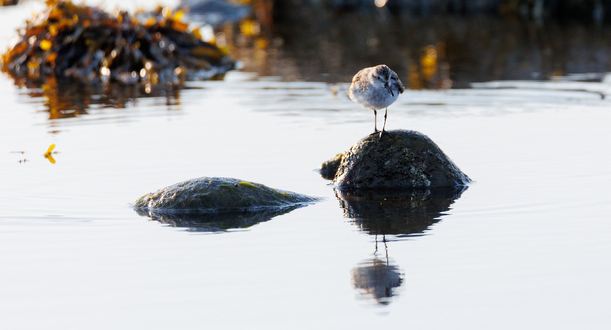 Semipalmated Sandpiper - ML623708799