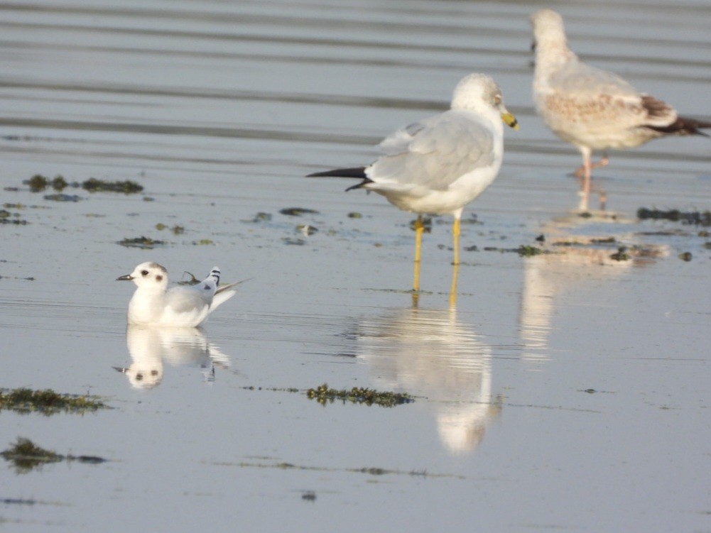 Gaviota Enana - ML623708817