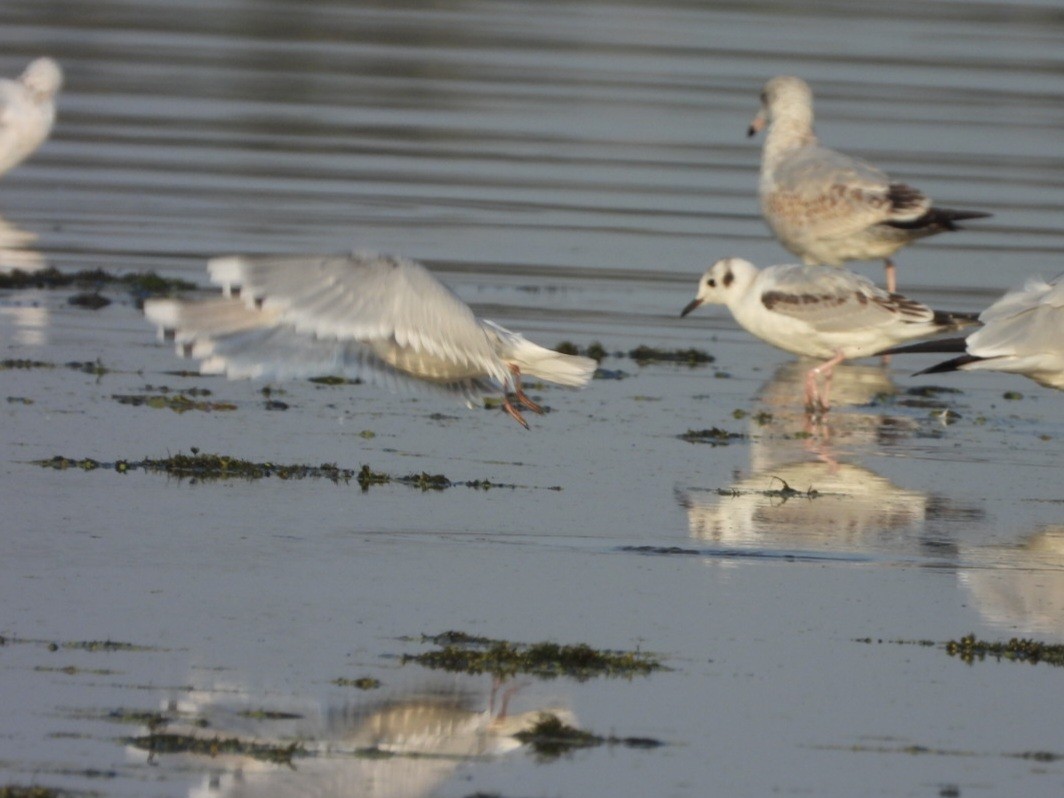 Gaviota Enana - ML623708818