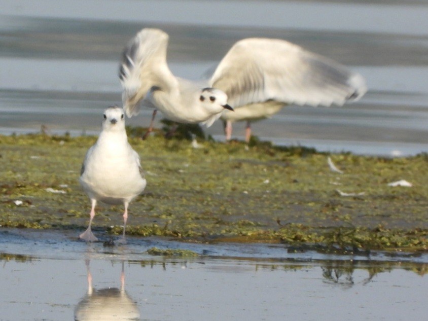 Gaviota Enana - ML623708820