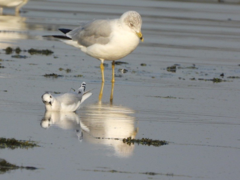 Little Gull - Cliff Dekdebrun