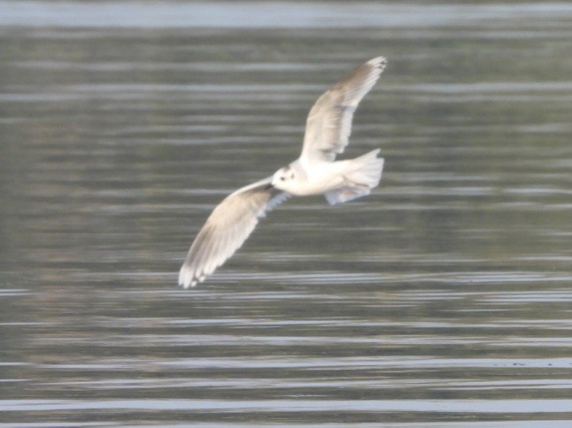 Gaviota Enana - ML623708823