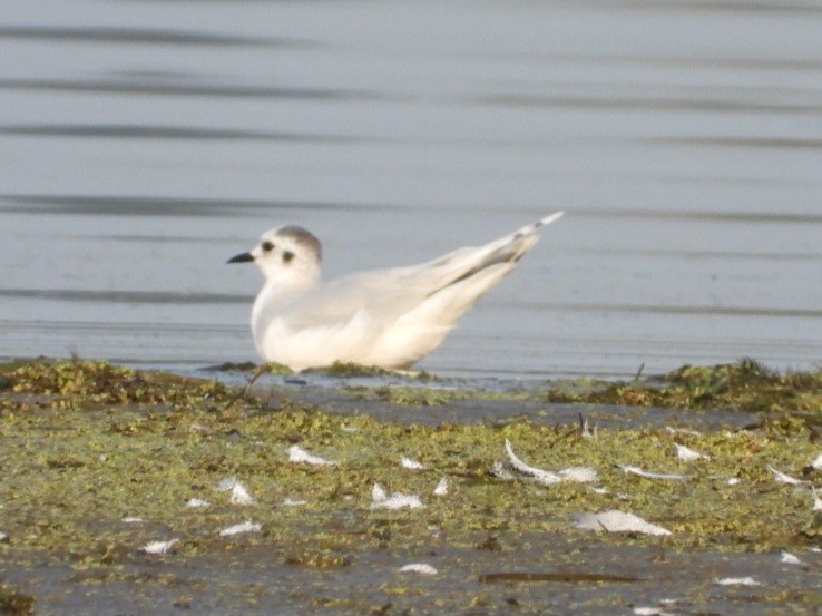 Gaviota Enana - ML623708826