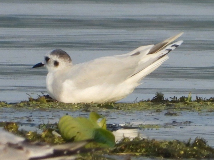 Gaviota Enana - ML623708827