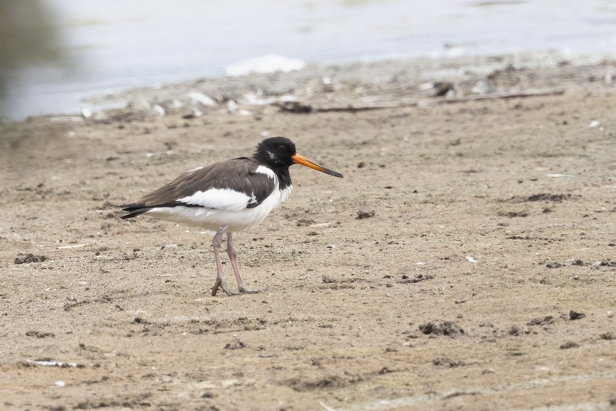 Eurasian Oystercatcher - ML623708849