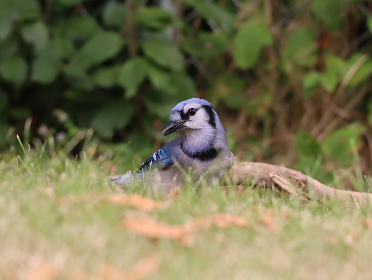 Blue Jay - ML623708913