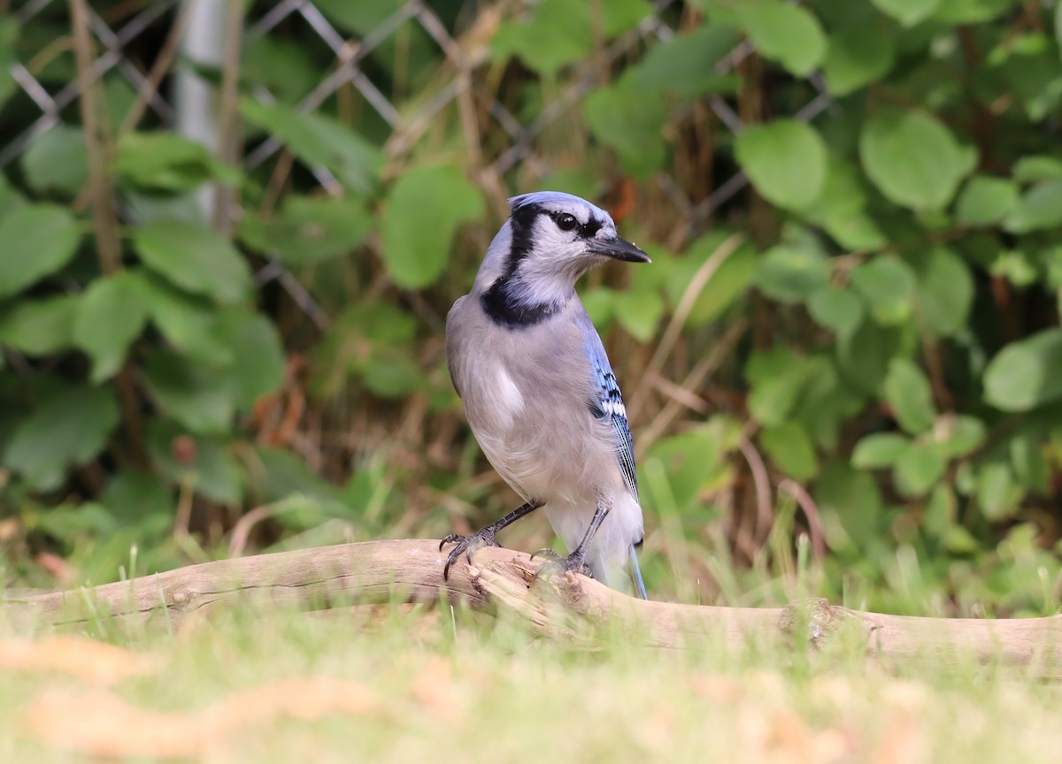 Blue Jay - Charlie Anich