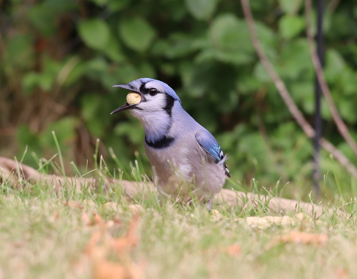 Blue Jay - ML623708926