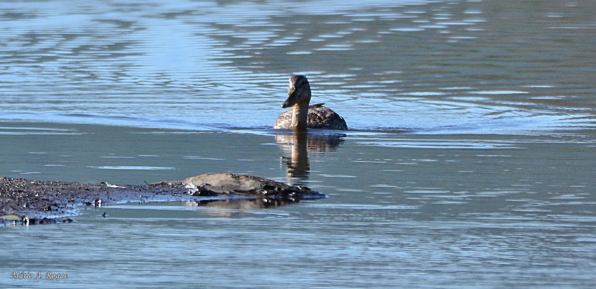 Canard colvert - ML623708934