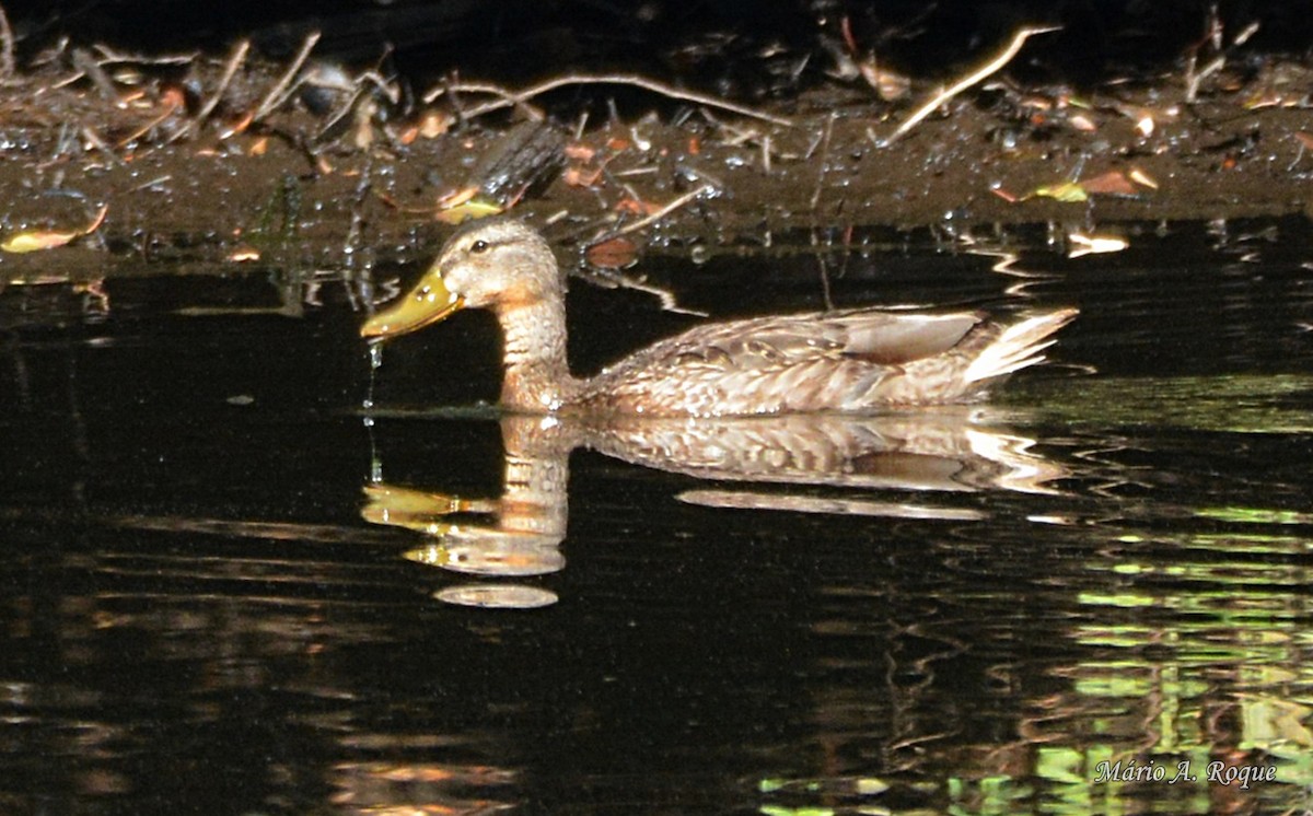 Canard colvert - ML623708935