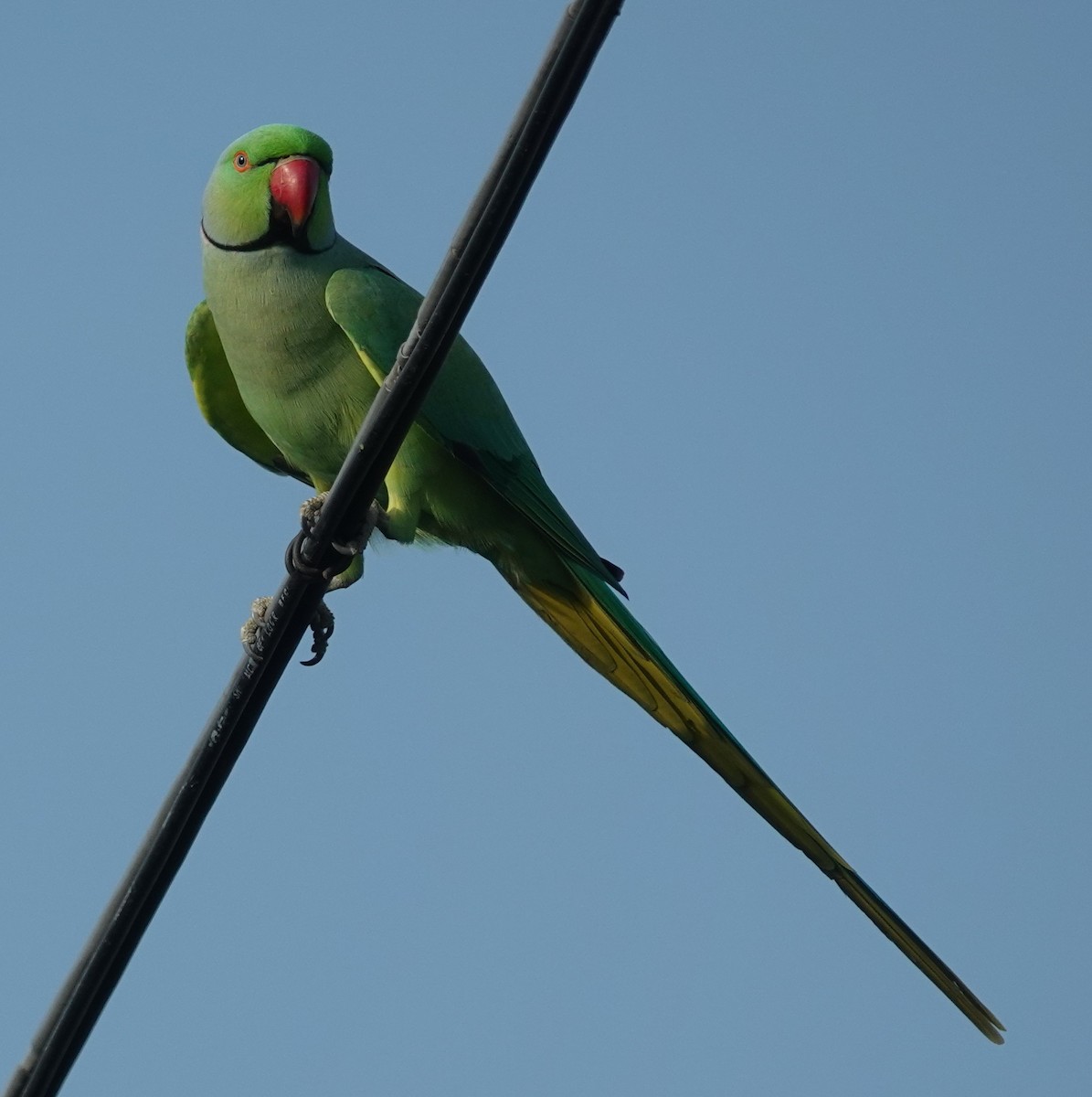 Rose-ringed Parakeet - ML623708939