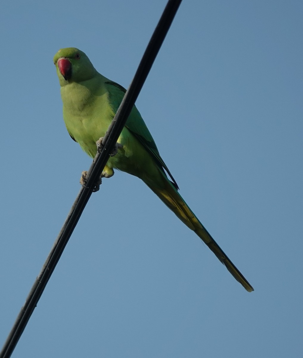 Rose-ringed Parakeet - ML623708941