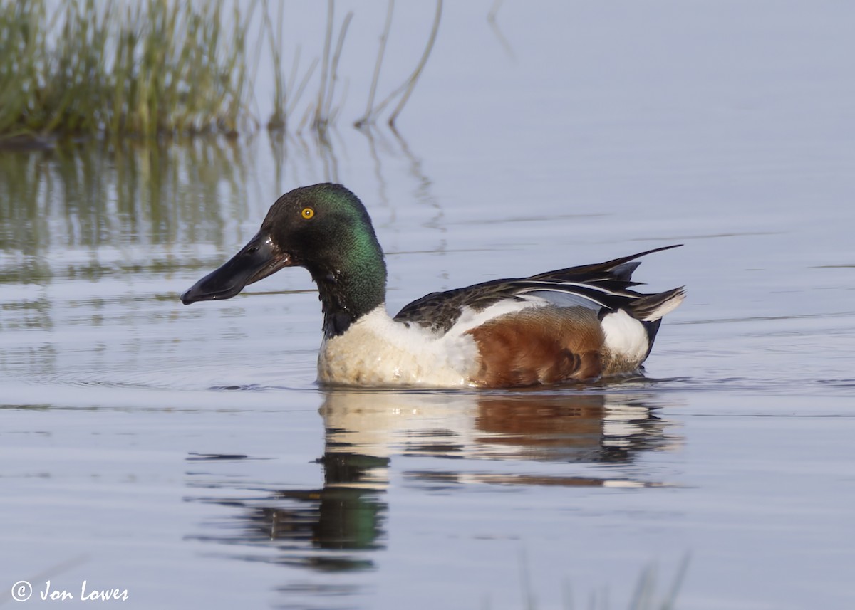 Northern Shoveler - ML623709038