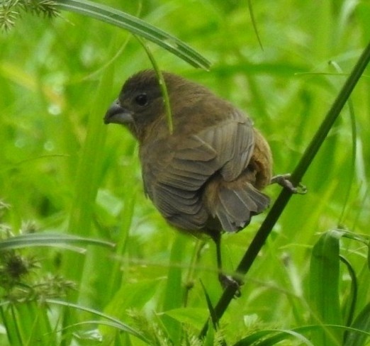 Glaucous-blue Grosbeak - ML623709046