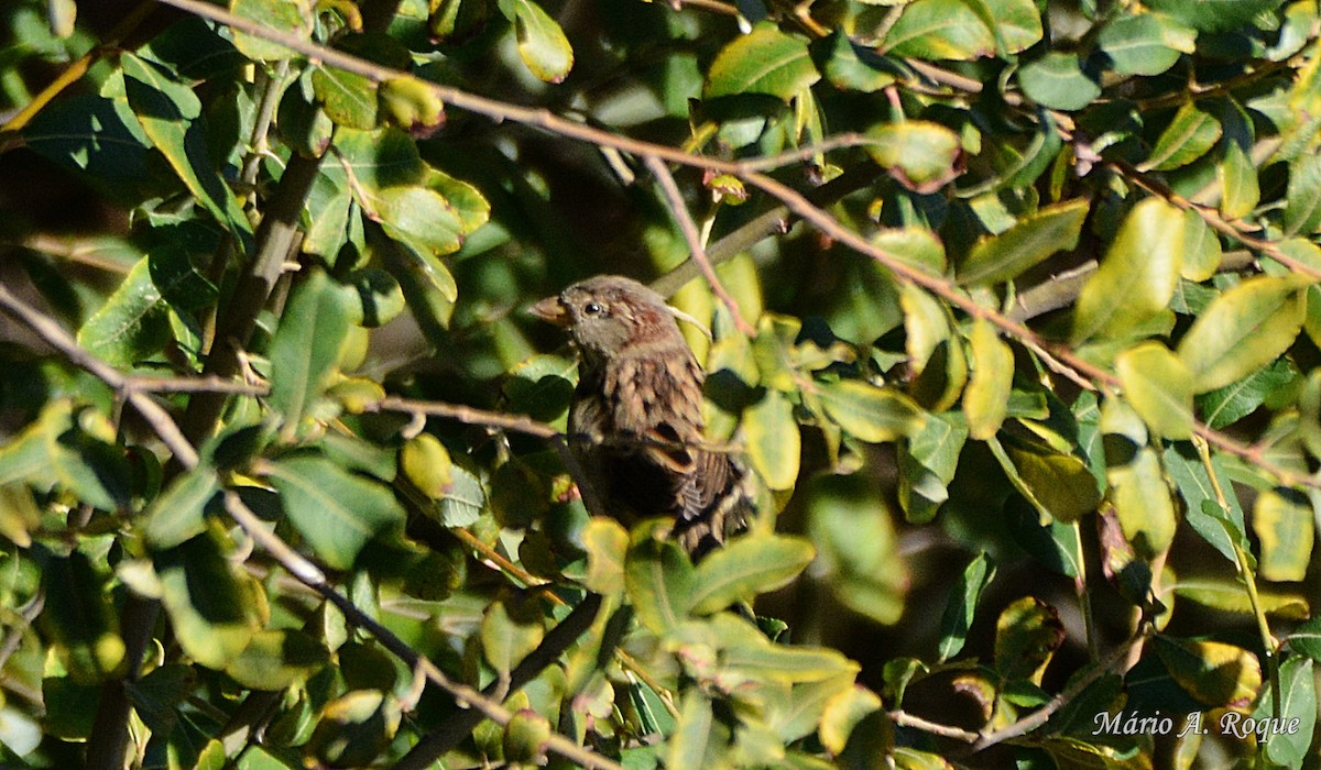 Moineau domestique - ML623709047