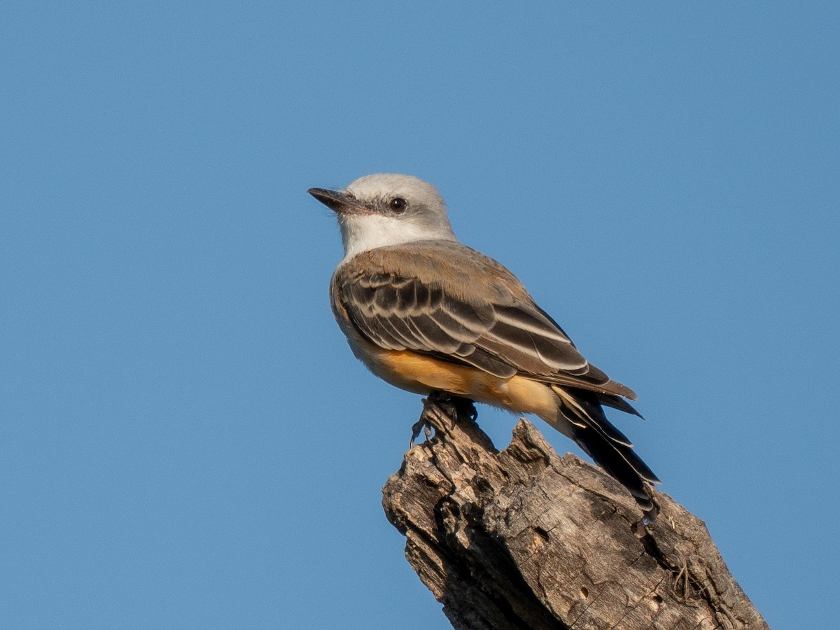 Scissor-tailed Flycatcher - ML623709101