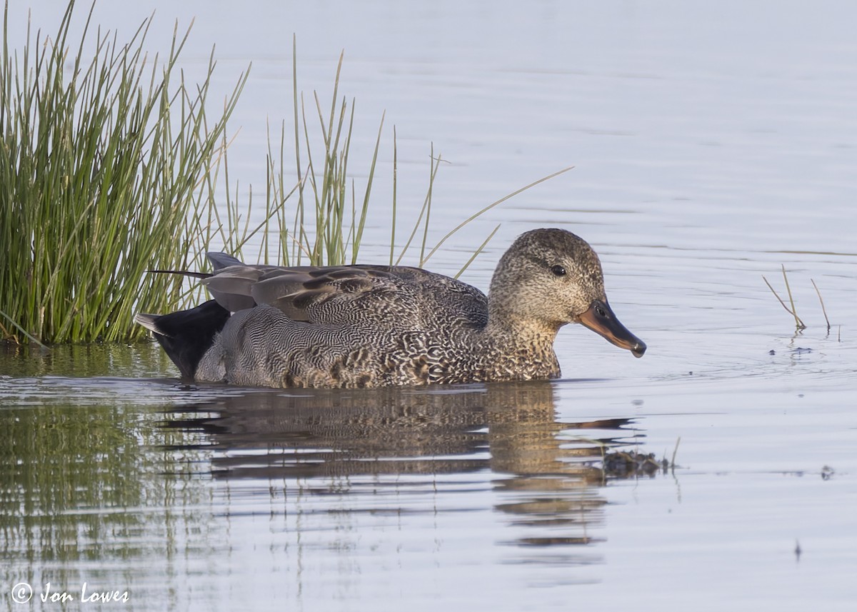 Gadwall (Common) - ML623709134