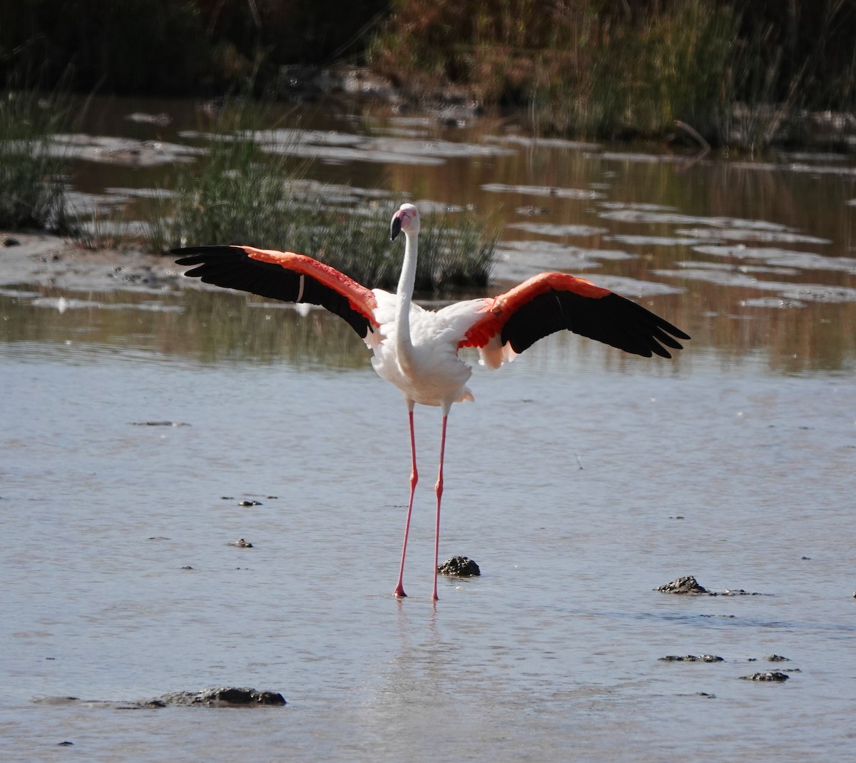 Greater Flamingo - ML623709204