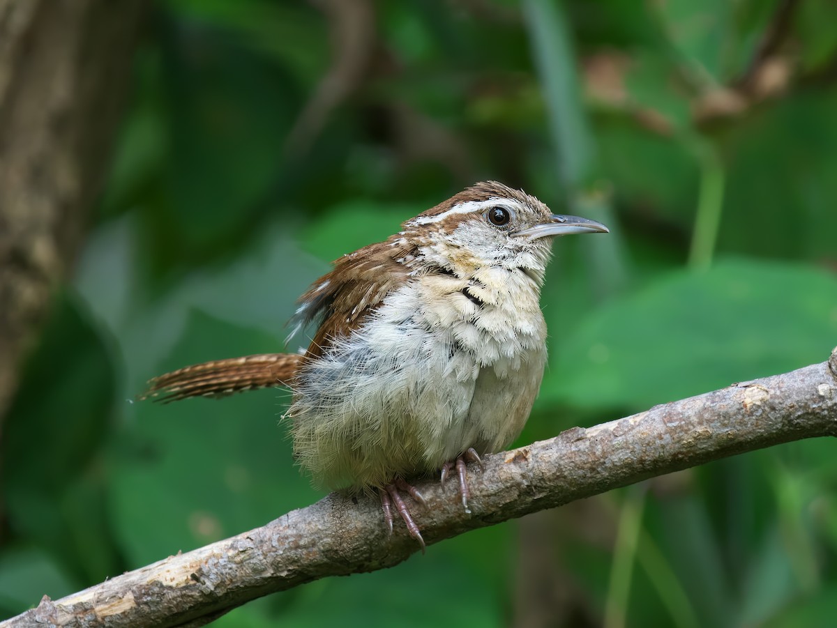 Carolina Wren - ML623709205