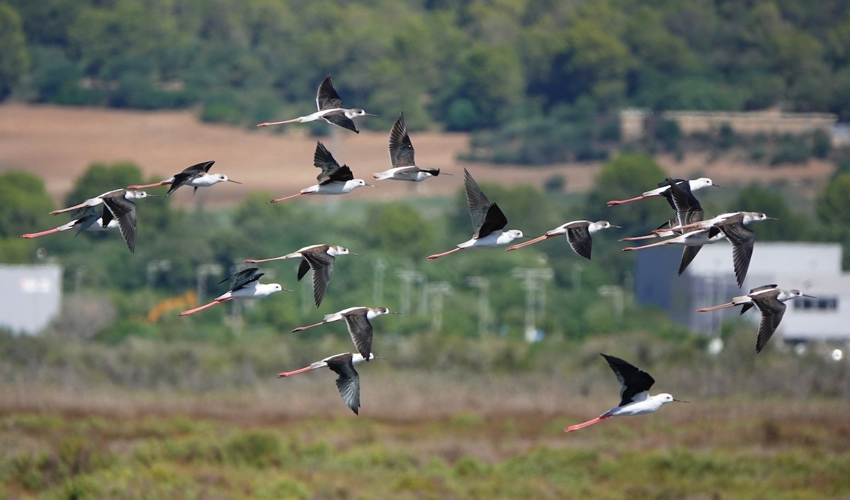 Black-winged Stilt - ML623709240