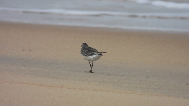 Broad-billed Sandpiper - ML623709247