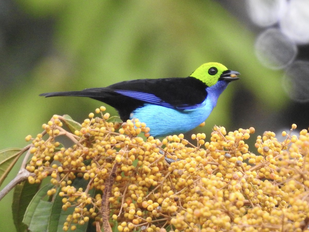 Paradise Tanager - ML623709269