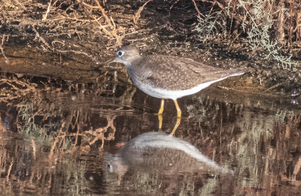 Solitary Sandpiper - ML623709271