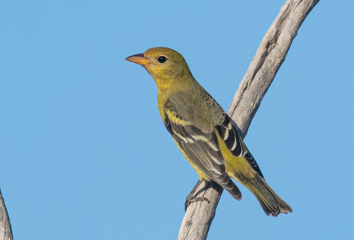 Western Tanager - Wendy Miller